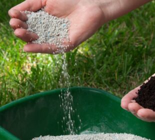 Best Fertilizer for Your Lawn